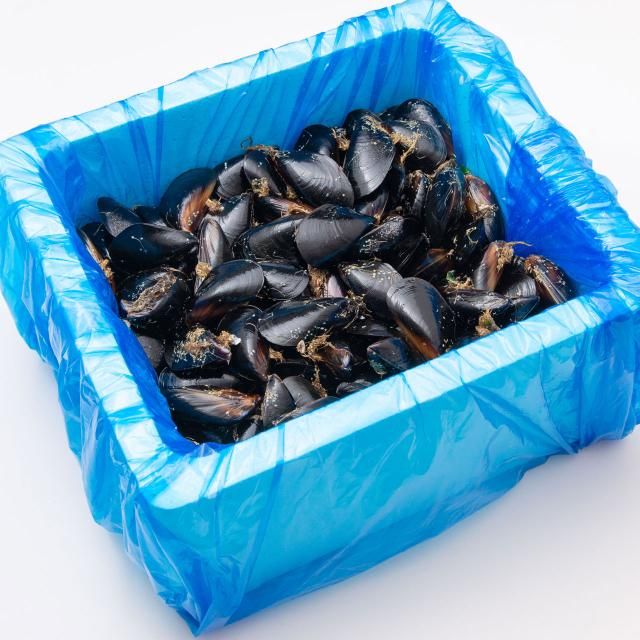 佐々木友彦さんのムール貝2年物［10kg 加熱用］【送料込】 - 三陸