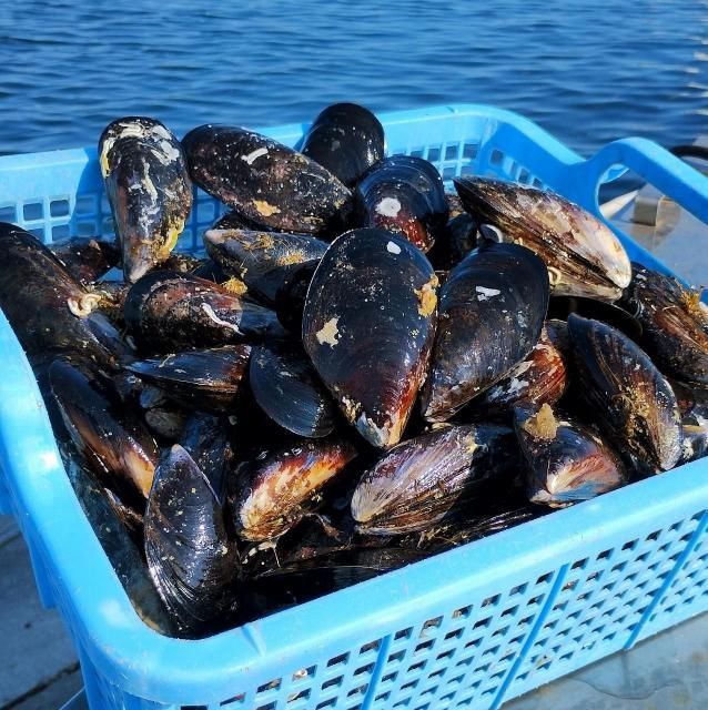 Υࡼ볭3kg Ǯѡϡ