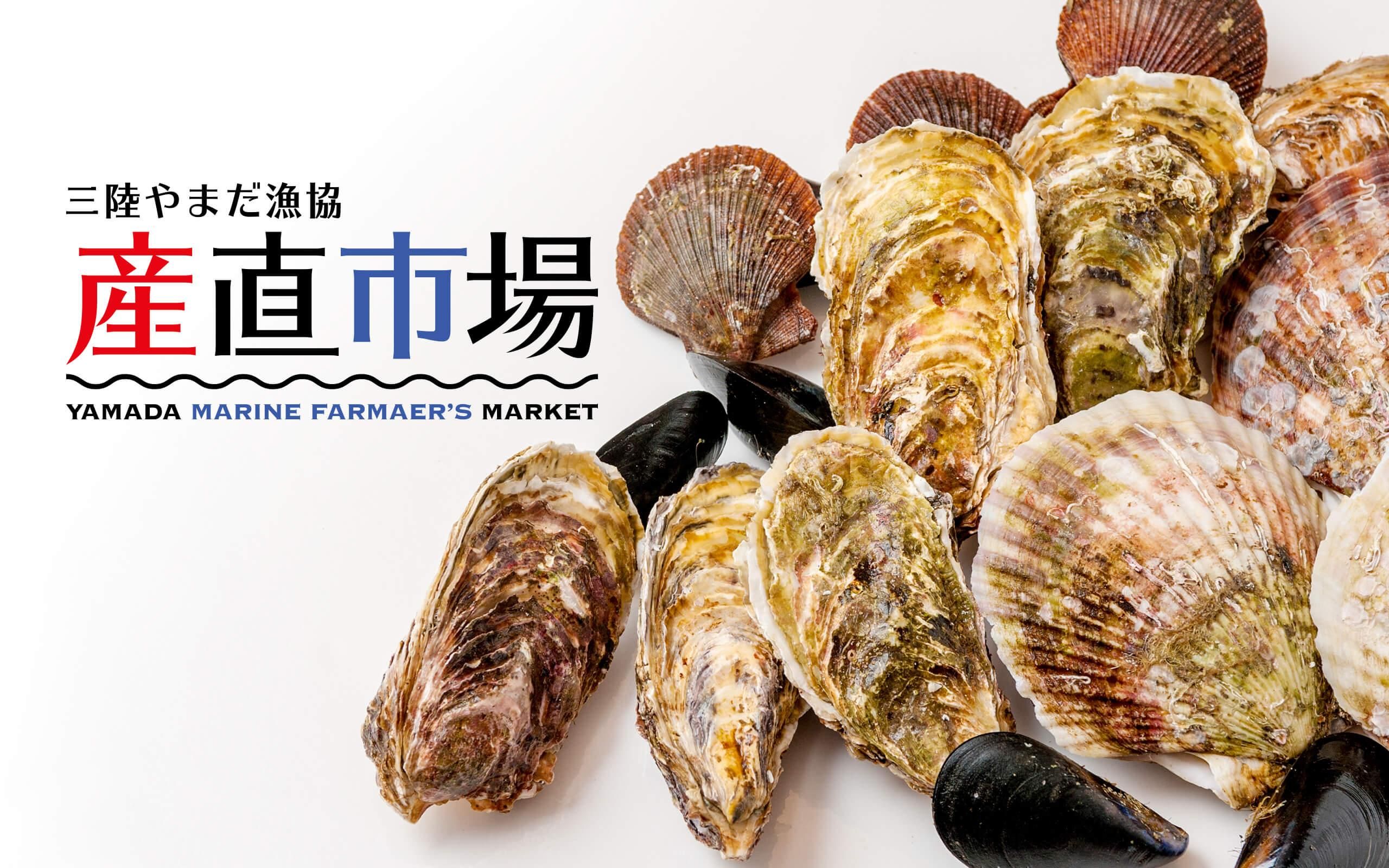 夜光貝 貝殻Lサイズ | 【夜光貝 貝殻販売】ゲン担ぎの島-徳之島産-