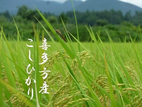 令和6年 会津・喜多方産 コシヒカリ(玄米) 30kg 【東北・関東 令和6年 会津・喜多方産 コシヒカリ(玄米) 30kg 【東北・関東