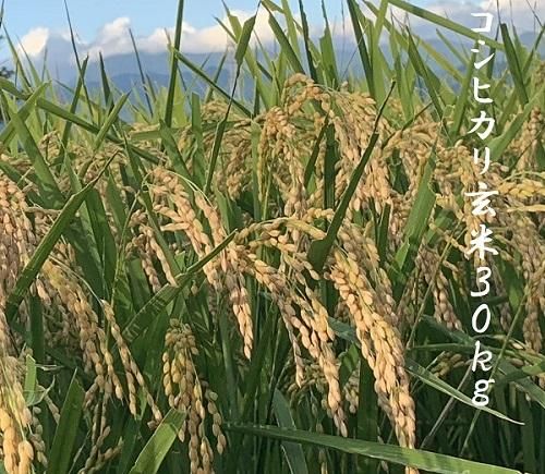 令和6年 会津・喜多方産 コシヒカリ(玄米) 30kg 【東北・関東 令和6年 会津・喜多方産 コシヒカリ(玄米) 30kg 【東北・関東