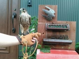 STOOPER金襴グローブ - STOOPER Falconry Equipment