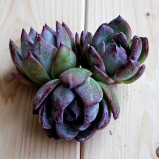 多肉植物 韓国苗の販売・通販サイト -Jewel-like Succulents 多肉植物 韓国苗の販売・通販サイト -Jewel-like Succulents