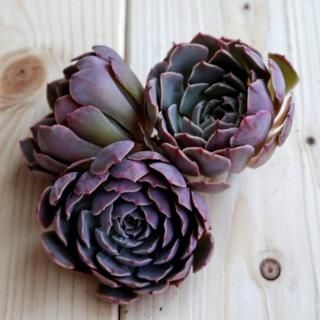 多肉植物 韓国苗の販売・通販サイト -Jewel-like Succulents