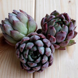 多肉植物 韓国苗の販売・通販ショップ Jewel-like Succulents エケべ 
