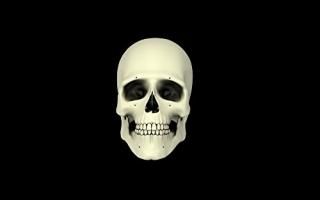 Front view of human skullݥץ 17?x 11
