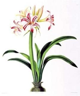 ޥꥹSuperbaݥby Priscilla Bury  20?x 24?