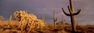 Panoramic Images  Low angle view of Saguaro cacti on a landscape Organ Pipe Cact