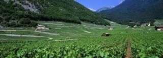 Panoramic Images  High Angle View Of A Vineyard Valais Switzerland ե󥢡ȡץ 