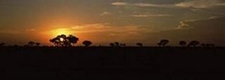 Panoramic Images  Sunset over the savannah plains Kruger National Park South Afr