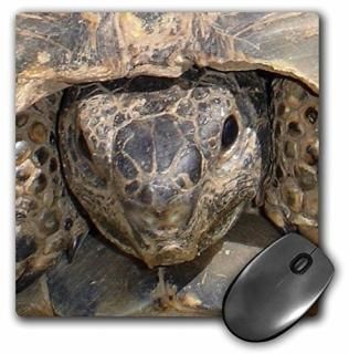3drose LLC 8?x 8?x 0.25ȥ륳TortoiseޥѥåMP 16942?_ 1?