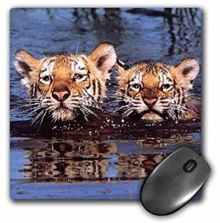 3drose LLC 8?x 8?x 0.25ޥѥåɡTiger Cubs  MP _ 687?_ 1?