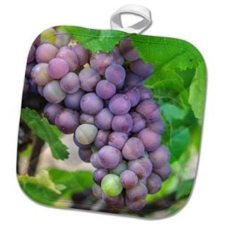 3dRose Danita Delimont - Vineyards - ѡץ磻֥ɥȤĤ롢˥塼衼USA - Ĥ 8x8 Pothold