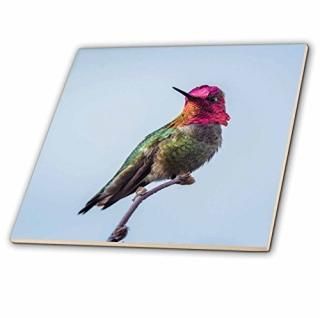 3dRose Danita Delimont - ϥɥ - ƹ 亮ȥ Annas Hummingbird åȤ -  1