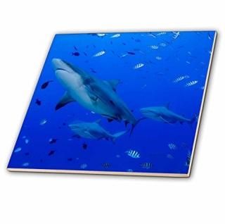 3drose Danita Delimont??Sharks??եClose up of Bull Sharks?? 12-Inch-Cerami