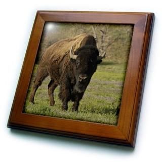 FT 97520?Danita Delimont??Bison??American BisonҾ졢Durham Campbell Co磻ߥ󥰽??