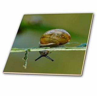 3drose CT 90432?_ 4?SnailTurnholeʤTrailޥ⥹֡󥿥å??us18?rkl0035??Raymond