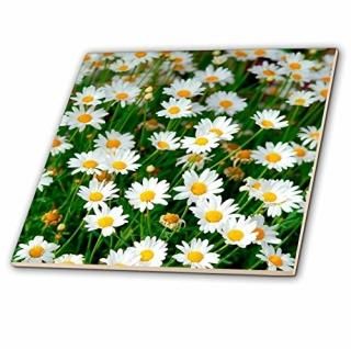 3drose CT 83503?_ 4?Wild Daisy Flower na01?pri0001?Prismaߥå롢12-inch