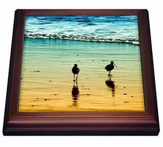 Doreen Erhardtե˥쥯??Sea Birds At Sunset On A Sandyե˥Coastline?? 