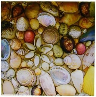 InspirationzStore̿??Seashells̿??եʳѥ??Sea Ocean Seaside Nautical Beac