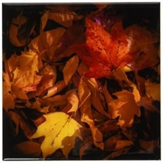set-of-8-Ceramic - 3dRose cst_110777_4 Fall Leaves on Forest Floor-Ceramic Tile 