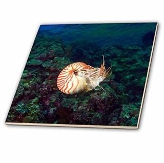 Danita Delimont????Chambered NautilusGnemelisɥåץPalau??oc16?sws0075??Stuart
