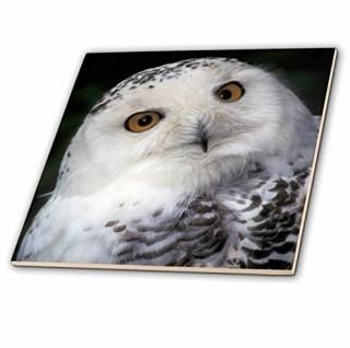 3drose CT 84116?_ 4?Snowy owl-na02?mwe0133-michele westmorland-ceramic롢12-inc