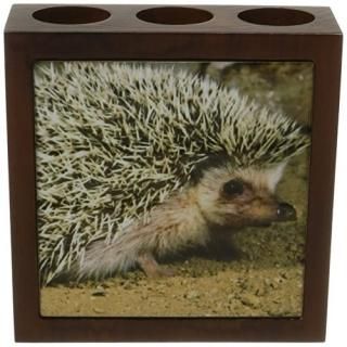 3drose Ph _ 83937?_ 1?African Hedgehog Wildlife Africa˥ͥƥDavid Northcottڥ