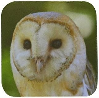set-of-4-Soft - 3dRose cst_78758_1 Tawny Owl-Owl Tawny Owl Bird Omen Bad Luck Cu