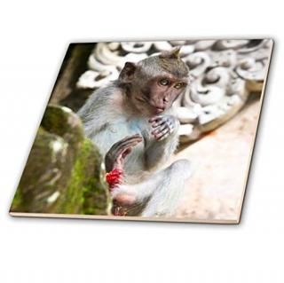 3dRose ct_73491_4 Ubud Bali Indonesia Sacred Monkey Forest AS11 MWR0283 Micah Wr