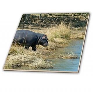 3drose CT 72582?_ 3եꥫKwazulu NatalWetlandsHippo af42?jen0041?Jim Engelbrec