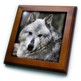 3drose Ft 57071?_ 1졼Wolf Looking Straight at Youե졼դ롢8?by 8?