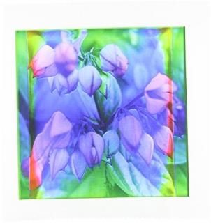 3dRose qs_111005_4 쥰 ե饯륢 뤤 餷ǥơե饯륢ȥ 12 x 12