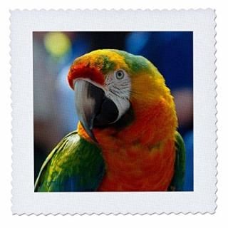 3drose QS 234460?_ 4?Peter Rabbiton֥롼֥󥹥ȥ饤ץ12? x 12?