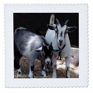 3dRose Pygmy Goat - Quilt Square 10 by 10-Inch qs_1068_1