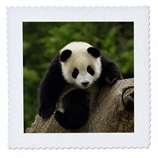 3dRose qs_155266_7 襤֤ȹΤƤȤ եƥ󥰥ϡ ֥ܥ- 18 x 18