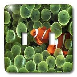 3dRose lsp_53220_2 2 ԥեå ꡼󥹥ݥ󥸥ȥ륹å