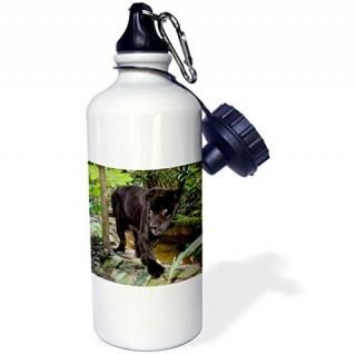 3dRose Belize City Zoo. Black panther Captive. -Sports Water Bottle 21oz  Multic