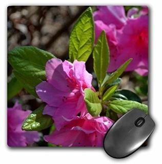 3drose Baldwin Georgia AzaleasԥAzaleas in Baldwin gaޥѥåMP 182247?_ 1?