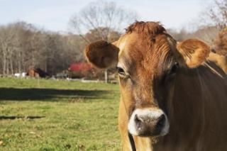 Jersey cows in autumn pasture Baldwin Brook Farm Canterbury Connecticut United S