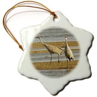 3drose Danita Delimont??Ļ??Sandhill CraneĻץå֥ͥ饹USA??us28?wsu0022??ꥢ