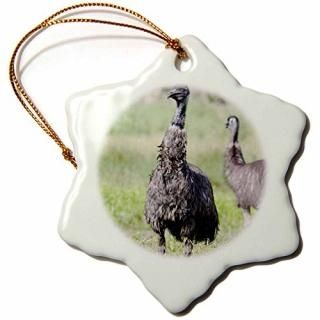 3drose Danita Delimont??Wildlife??Emuʪӥȥꥢȥꥢ??au01?mzw0316??Martin Zw