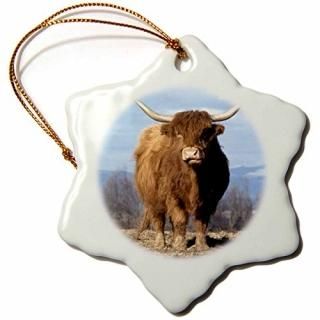 3drose Danita Delimont??Cows??ƹ񡢥쥴󽣥ޥȥΥ޷Highland Cow??us38?bja0154??󥺡