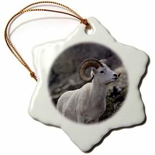 3drose Danita Delimont??Wildlife??DallӡDall RamʪDenali饹usa- us02?gre00