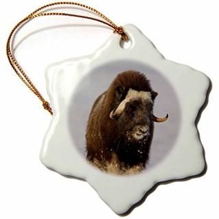 3drose Danita Delimont??Wildlife??ॹOx BullʪArctic Tundra饹ꥫ罰??us0