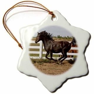 3drose Danita Delimont????Morgan Horse Runningۥ磻ȥե󥹤˱ä??na02?pwo0107??Piper