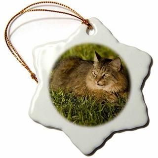 3drose Danita Delimont??Cats??Maine Coon Catեꥫ??us10?mpr0240??Maresa Pry