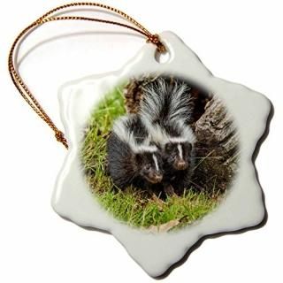 3D Rose USA-Minnesota ȥ饤Υ󥯥å Ρե졼ʥ 3 2