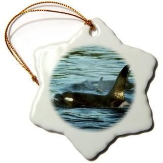 3drose Danita Delimont??Whales??Killer WhalesޤOrcaSan Juan硢亮ȥ??us48?ksc0
