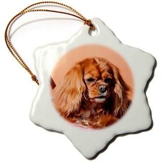 3dRose Danita Delimont -  - Хꥢ󥰥㡼륺ѥ˥  - ʥ 3 orn_258145_1